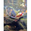 Pește de pescuit Sea Buzz Chub Bug Wobbler