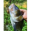Pește de pescuit Sea Buzz Chub Bug Wobbler