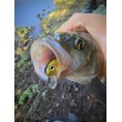 Pește de pescuit Sea Buzz Chub Bug Wobbler