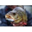 Salmo Hornet Sinking Wobbler