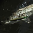 Воблер Shimano XL-112X Exsence Monika