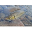 Воблер Sea Buzz River Shad