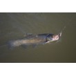 Spinner Aglia Long Cast