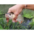 Spinner Aglia Long Cast