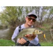 Salmo Hornet Sinking Wobbler