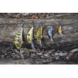Salmo Hornet Sinking Wobbler