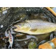 Shadow Rap Solid Shad
