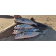 Sea Buzz Baby GAR