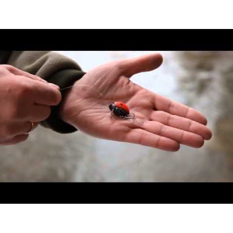 Lil`Bug - floating